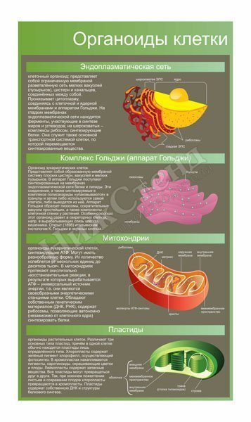 Стенд "Органоиды клетки"