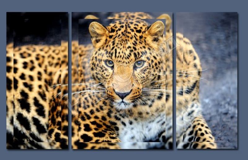 Модульная картина "Леопард"
