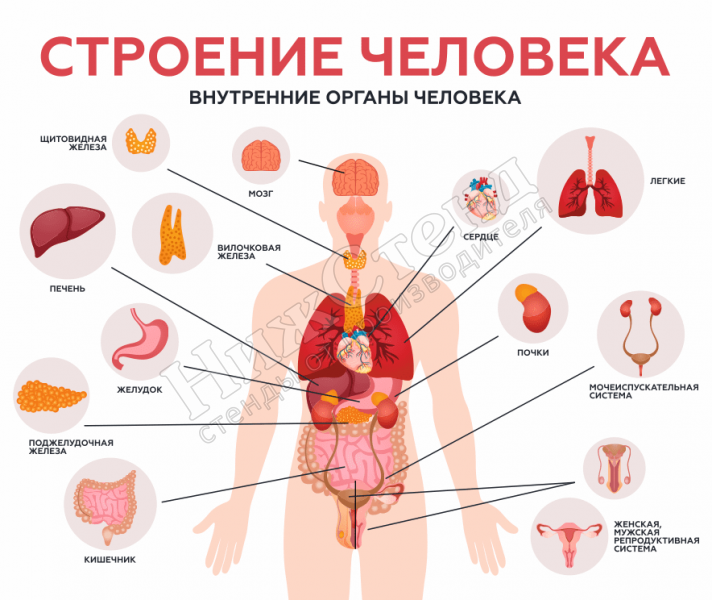 Анатомия Человека В Картинках Внутренние Органы Фото