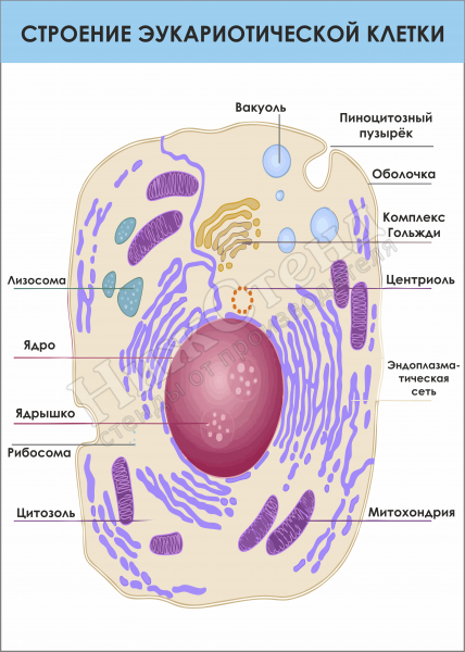 Стенд "Строение эукариотической клетки"