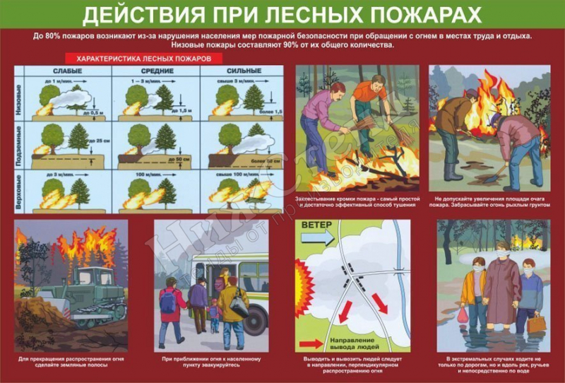 Стенд "Действия при лесных пожарах"